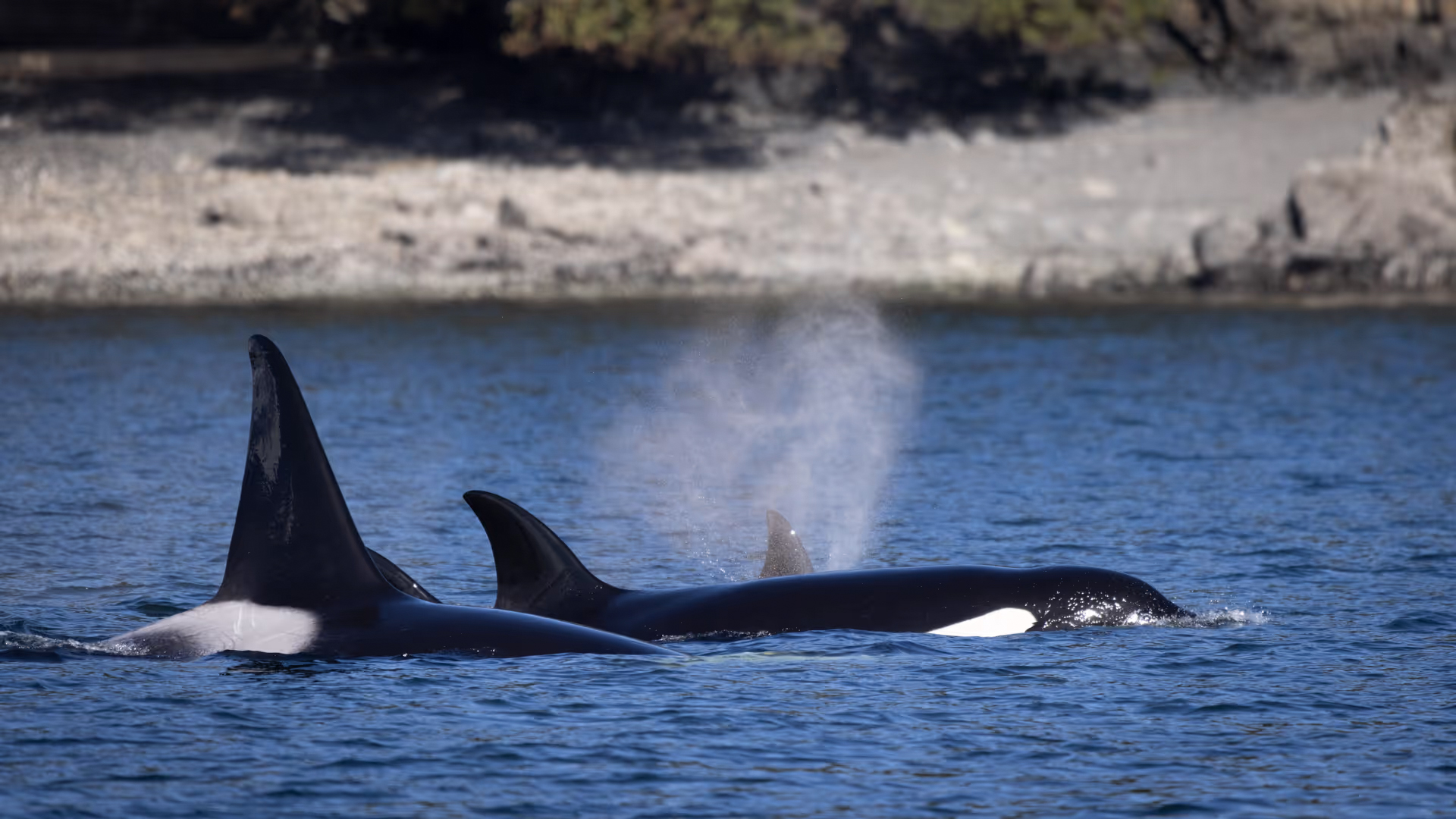 Steveston Seabreeze Adventures Inc.