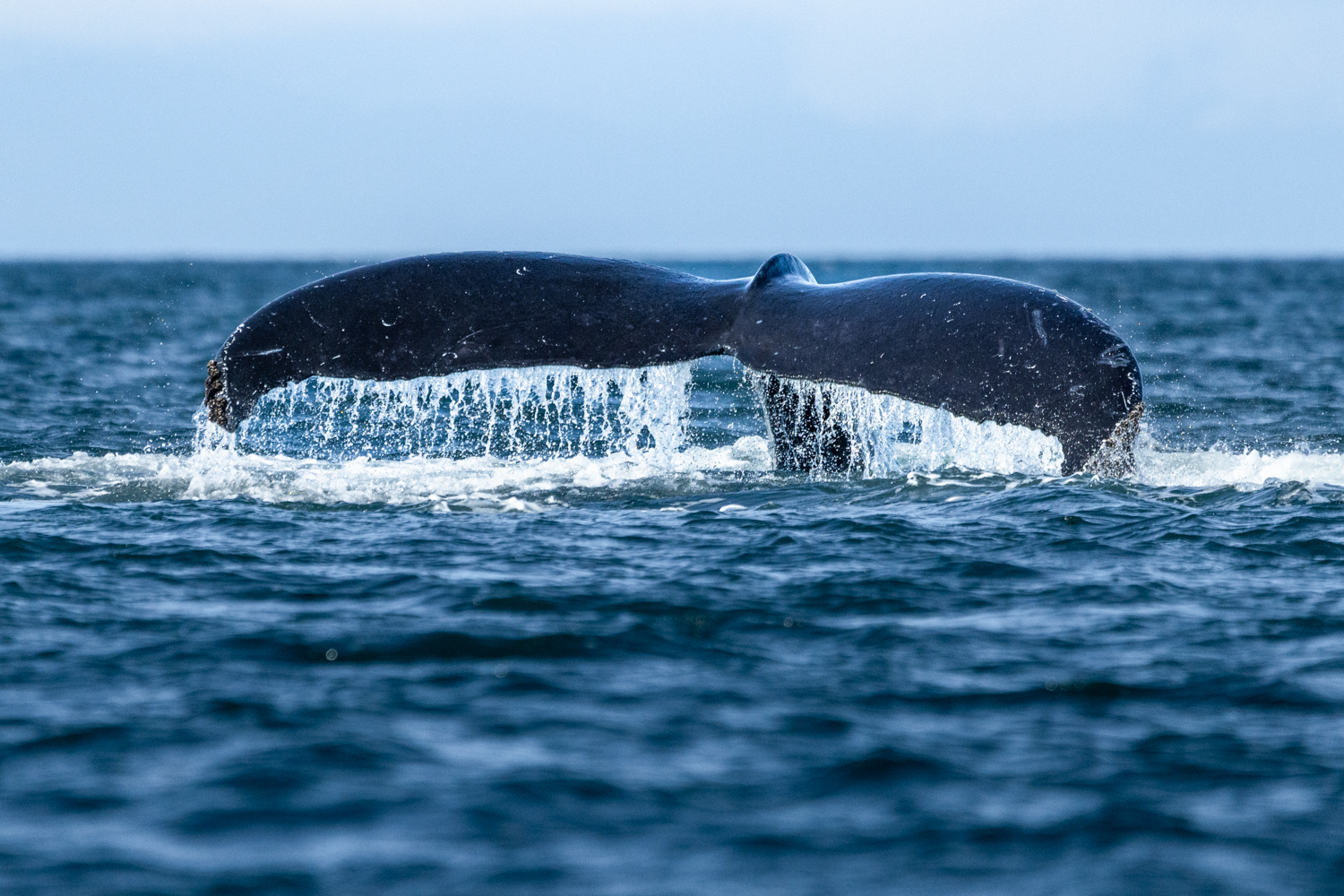 Steveston Seabreeze Adventures Inc.