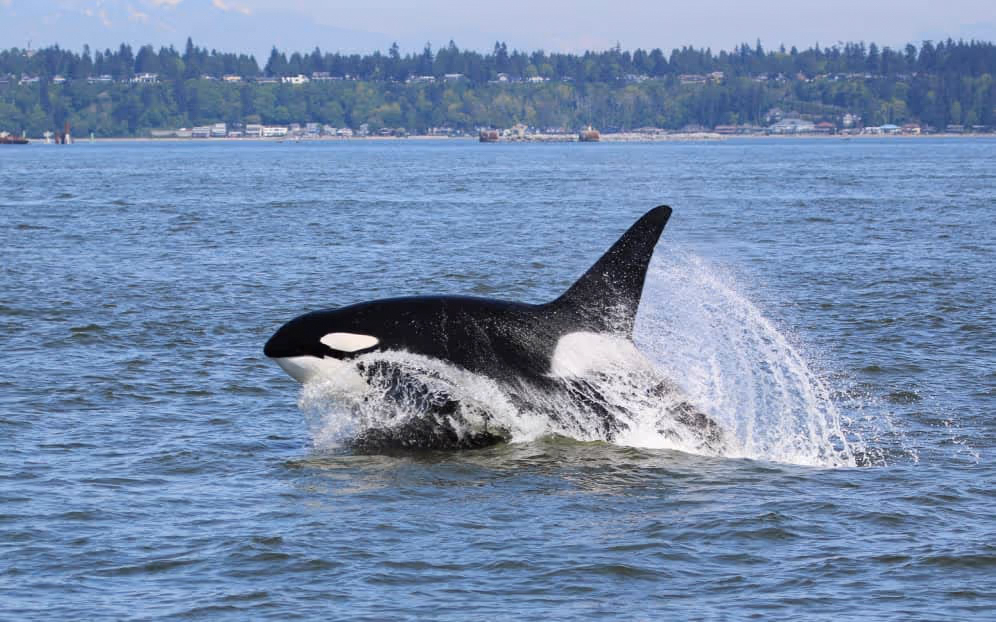 Steveston Seabreeze Adventures Inc.