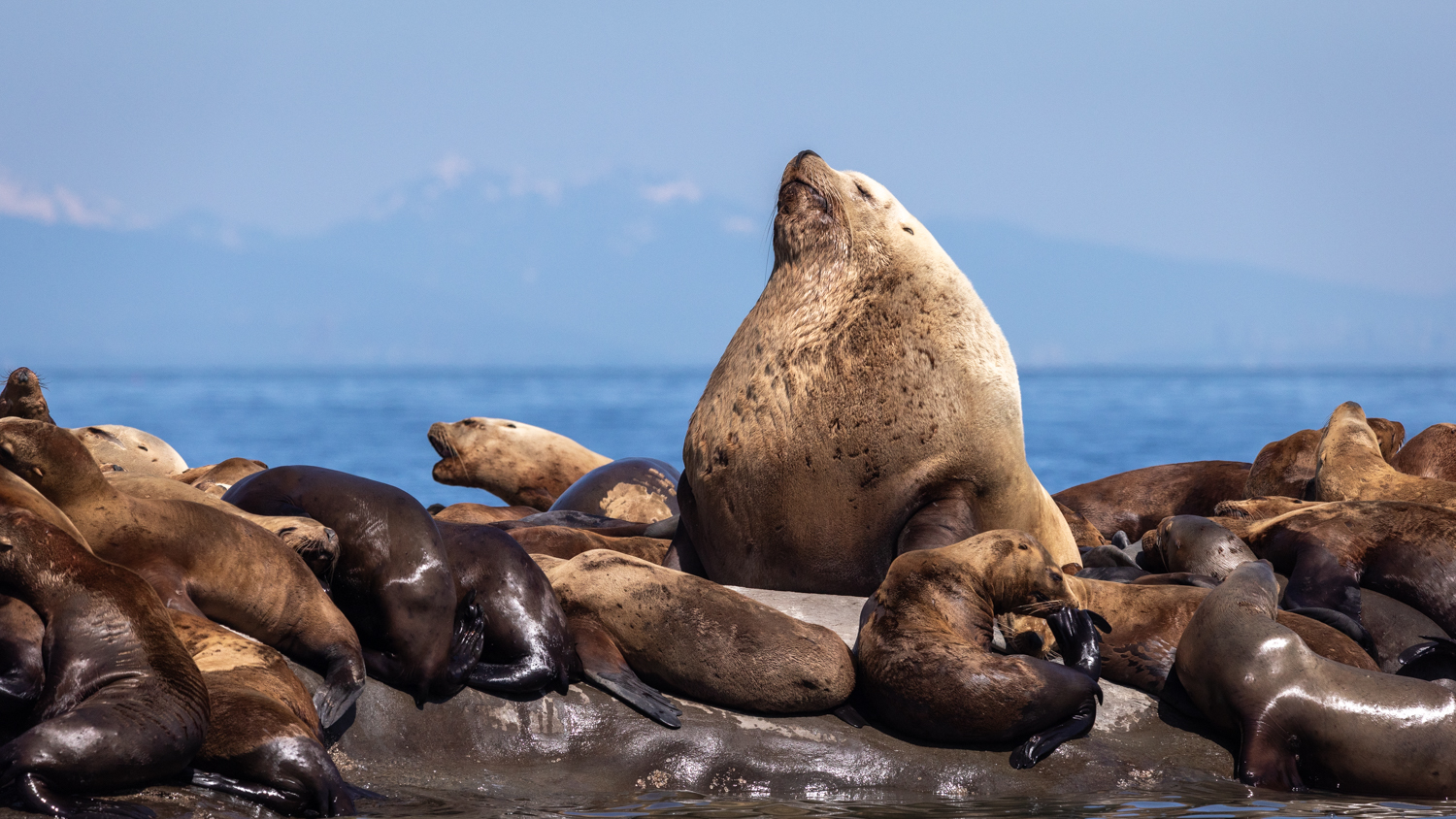 Steveston Seabreeze Adventures Inc.
