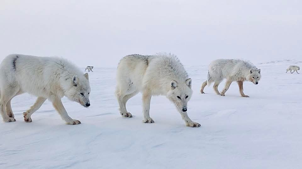 Arctic Wolf Photography - Eureka