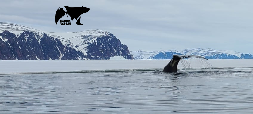 Baffin Safari Wildlife Viewing