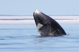 Polar Bears & Whales Of Cumberland Sound
